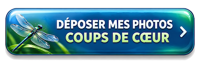 La Selysienne des Libellules™ – Toutes nos libellules en photo !