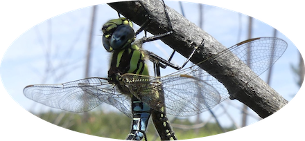 Brachytron pratense