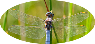 Yvelines : Grand Marathon des Libellules les 20 et 21 juin 2026