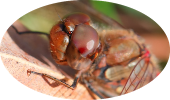 La première ou la der ?