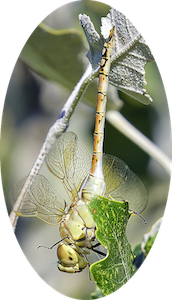 Rencontre verticale avec Hemianax ephippiger