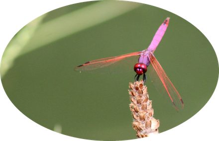 Un cas d&rsquo;installation de la Libellule purpurine dans l&rsquo;Ain