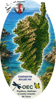 OCIC / OEC – Libellules et autres insectes de Corse : Grand Marathon les 20 et 21 juin 2026
